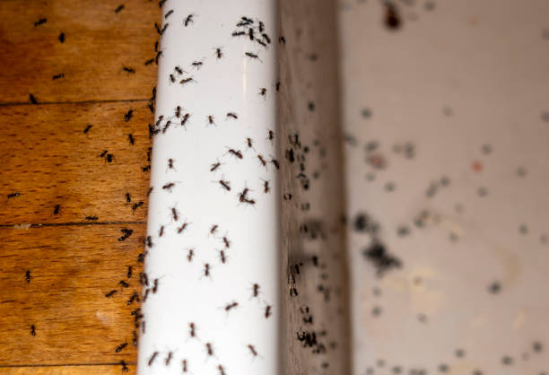 Best Residential Pest Control  in Paradise, CA