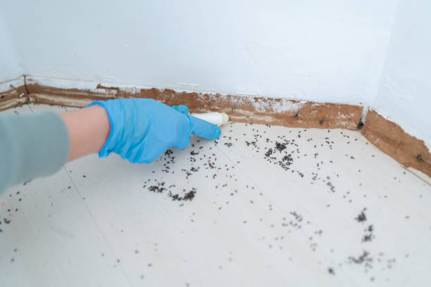 Reliable Paradise, CA Pest Control Solutions