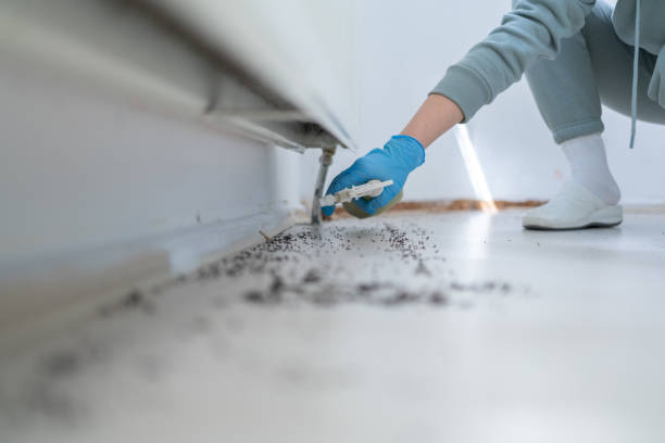 Best Termite Control Services  in Paradise, CA